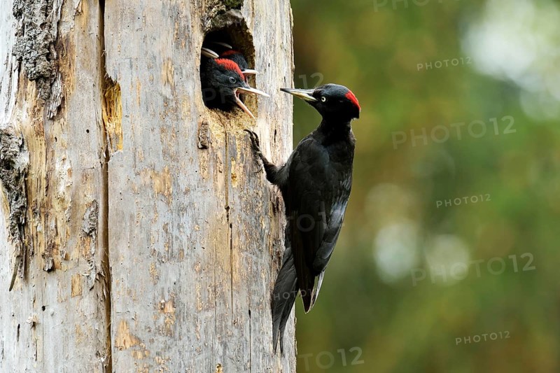 Black Woodpecker (Dryocopus martius) feeding chicks at the nest hole