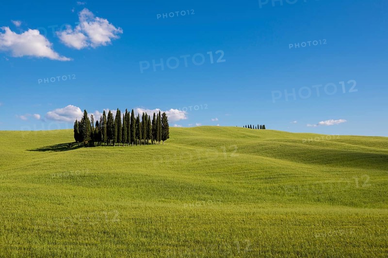 Mediterranean Cypresses (Cupressus sempervirens) and a cornfield