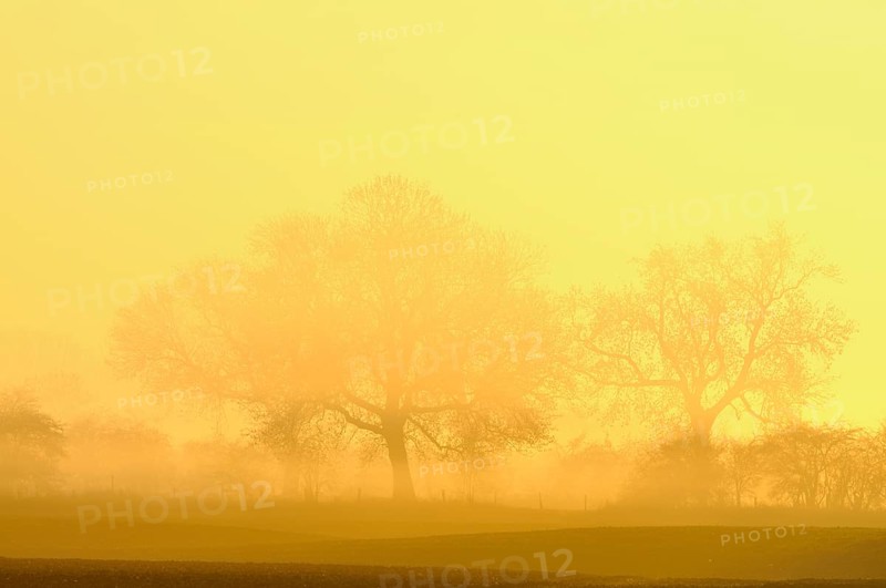 Trees in fog at sunrise