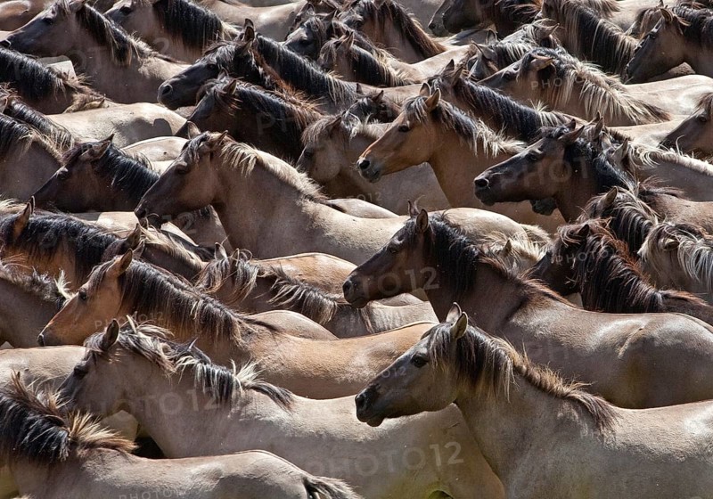 Wild horses