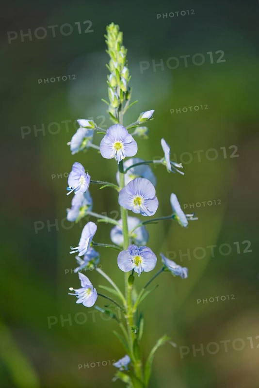 Gentian Speedwell (Veronica gentianoides)