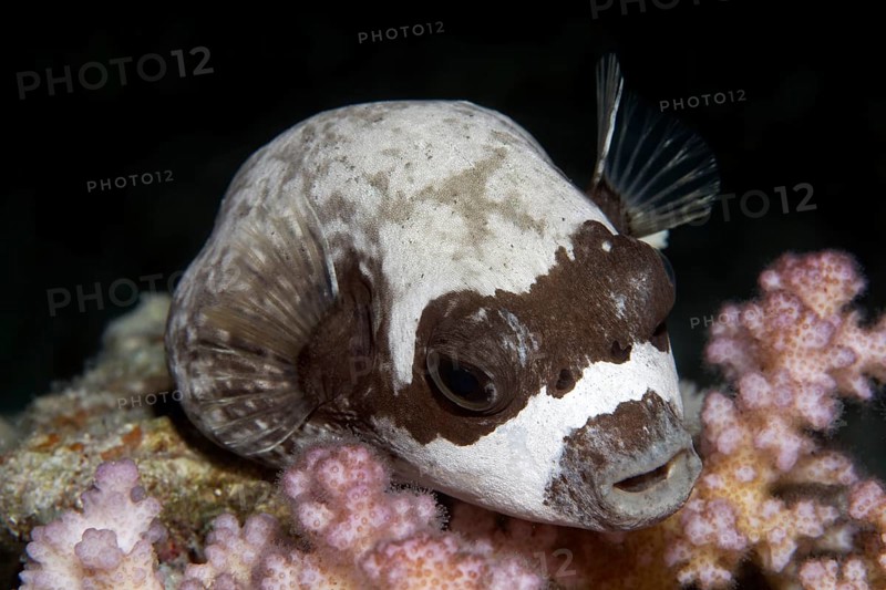 Masked puffer (Arothron diadematus) rests on coral at night
