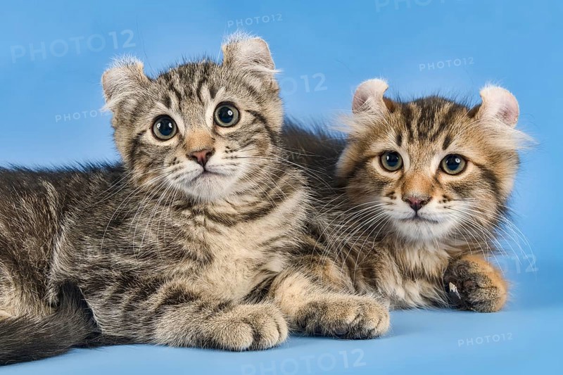 Two breedscats American Curl (Felis silvestris catus)