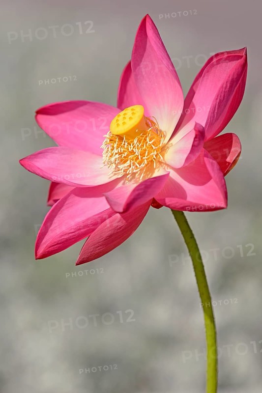 Indian Lotus (Nelumbo nucifera)
