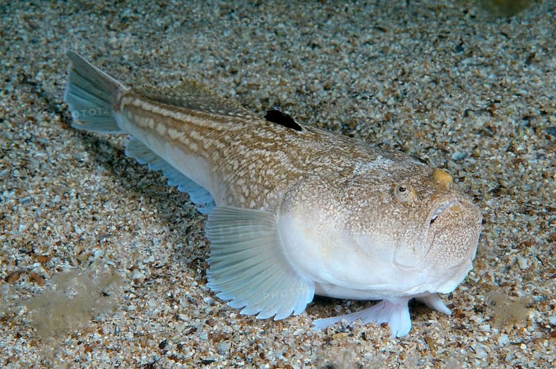 Atlantic Stargazer (Uranoscopus scaber)