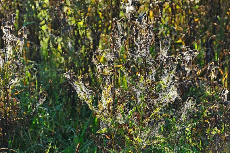 Downy burdock (Arctium tomentosum) with cobwebs in the morning dew