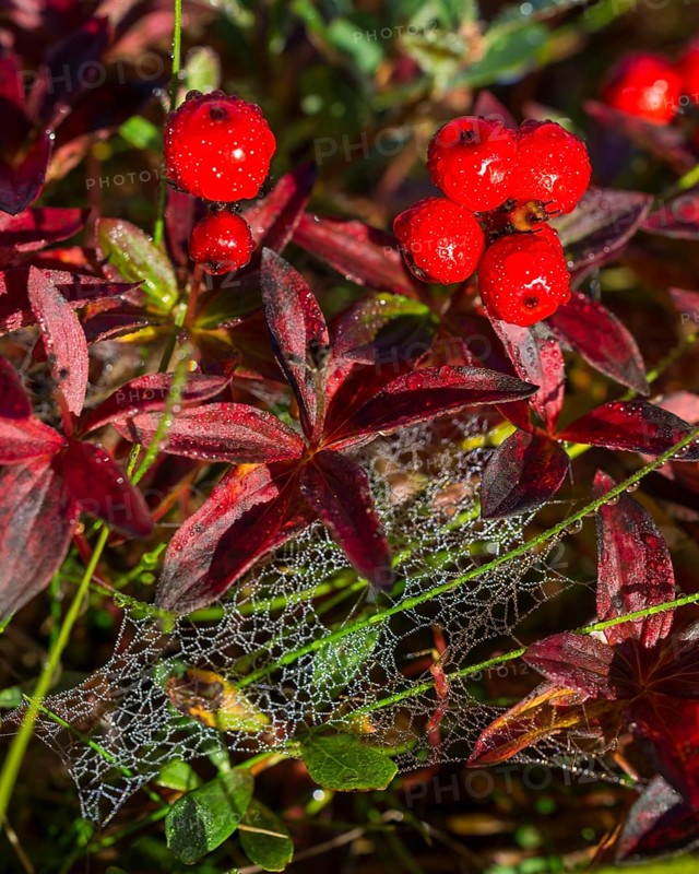 Alpine Bearberry (Arctostaphylos alpinus)