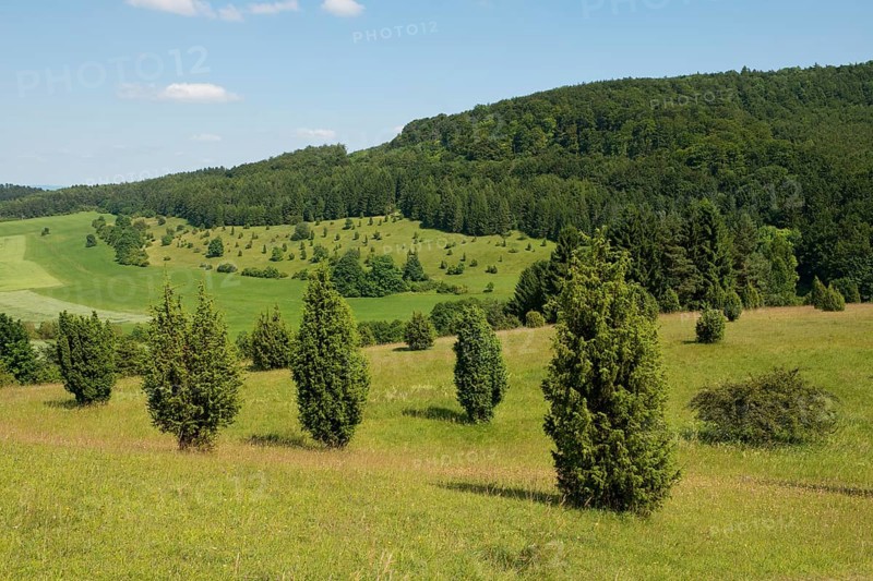 Juniper pastures