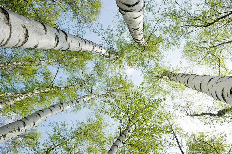 Birch forest in spring