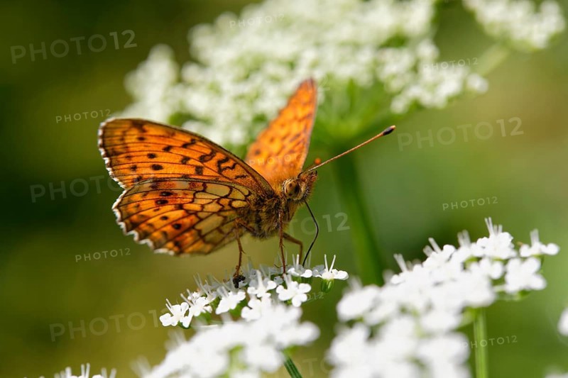 Lesser Marbled Fritillary (Brenthis ino) Kirchseemoor