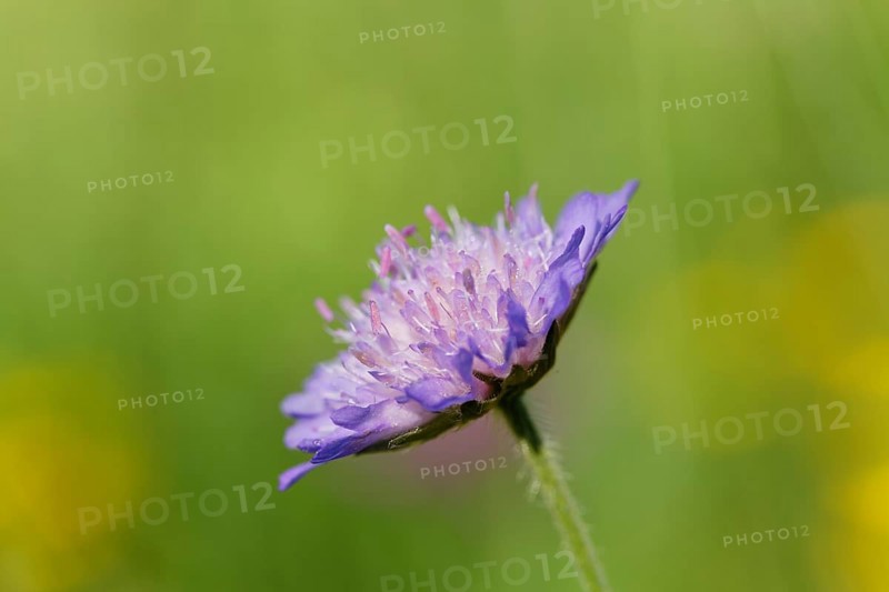 Field Scabious (Knautia arvensis)