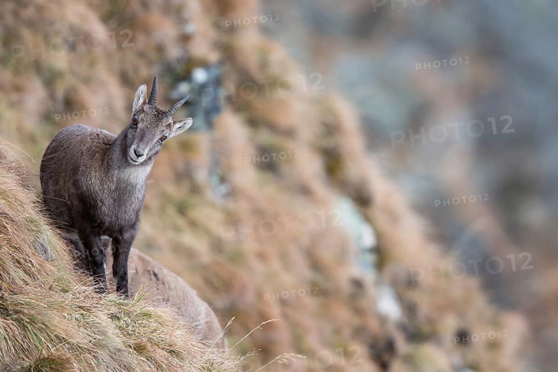 Alpine Ibex (Capra ibex)