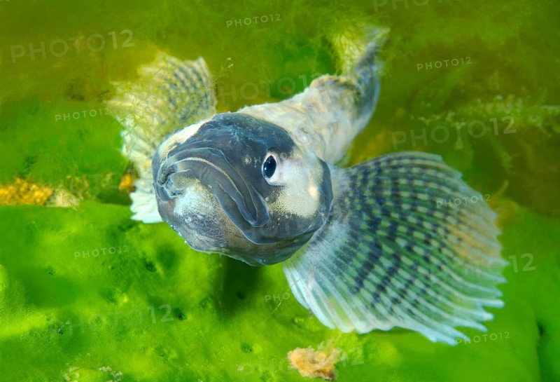 Yellow-fin Baikal Sculpin or Baikal Yellowfin (Cottocomephorus grewingkii)