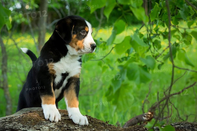 Greater Swiss Mountain Dog