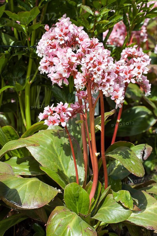 Elephant-eared saxifrage (Bergenia purpurascens)