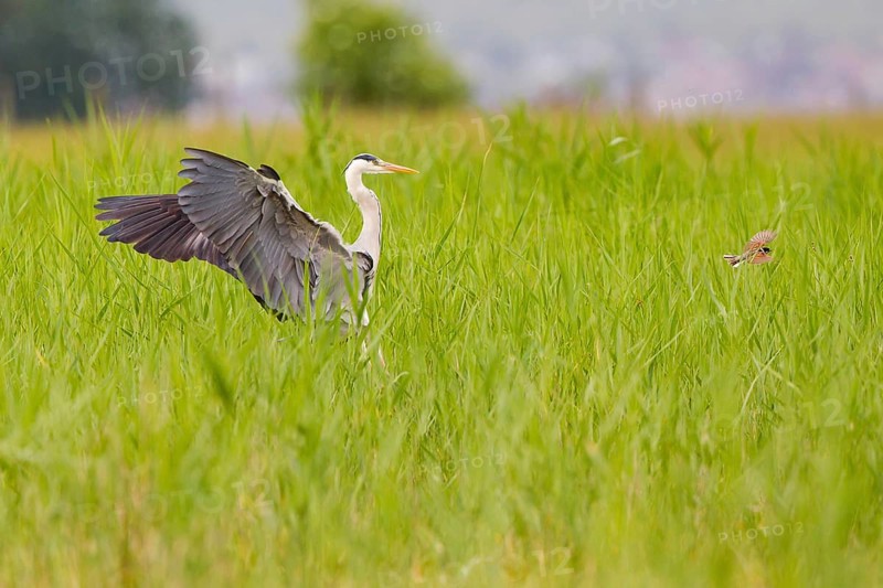 Grey Heron (Ardea cinerea) landing in the reeds shooing away a Reed Bunting (Emberiza schoeniclus) on Lake Neusiedl