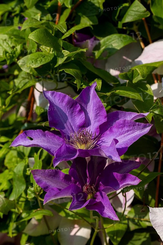 Clematis (Clematis)