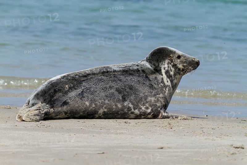 Grey Seal (Halichoerus grypus)