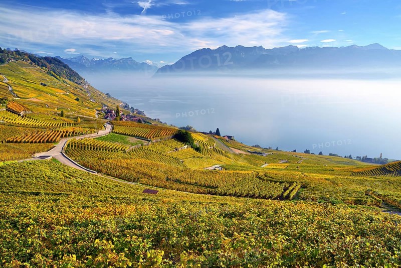Autumn-coloured vineyards with mist