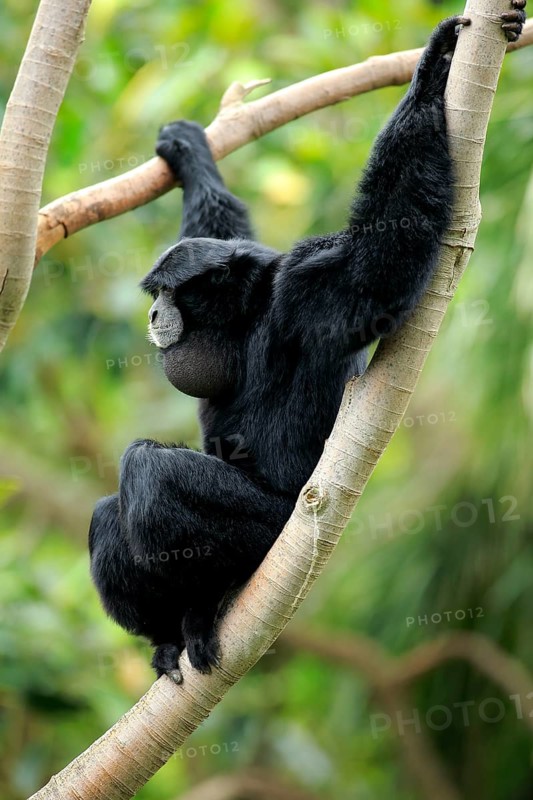 Siamang (Symphalangus syndactylus)