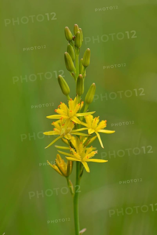 Bog Asphodel (Narthecium ossifragum)