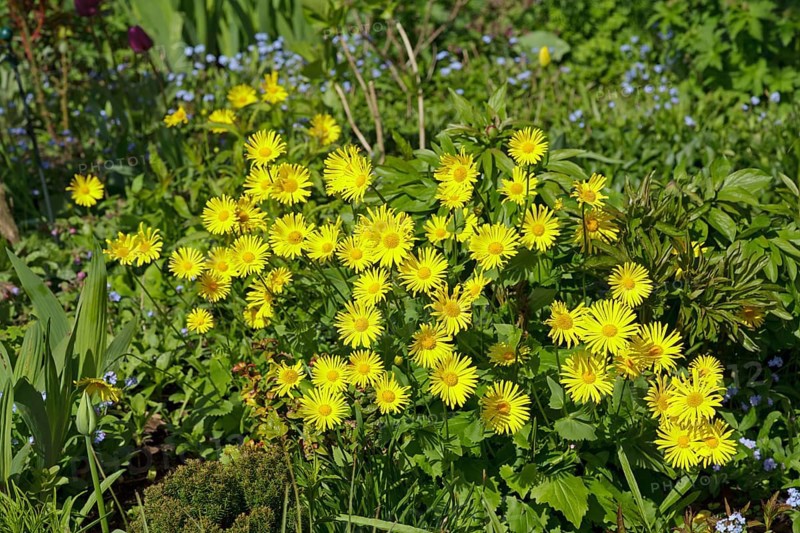 Leopard's Bane (Doronicum orientale)
