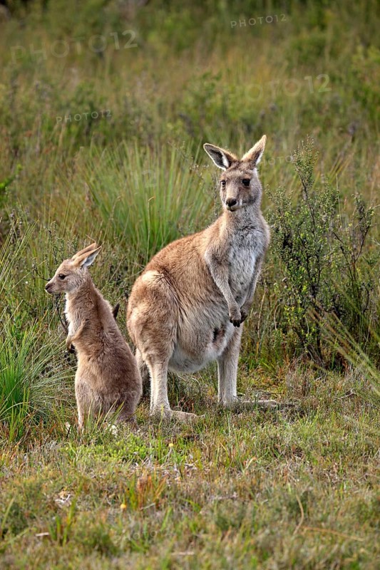 Eastern Grey Kangaroo (Macropus giganteus) mother with young