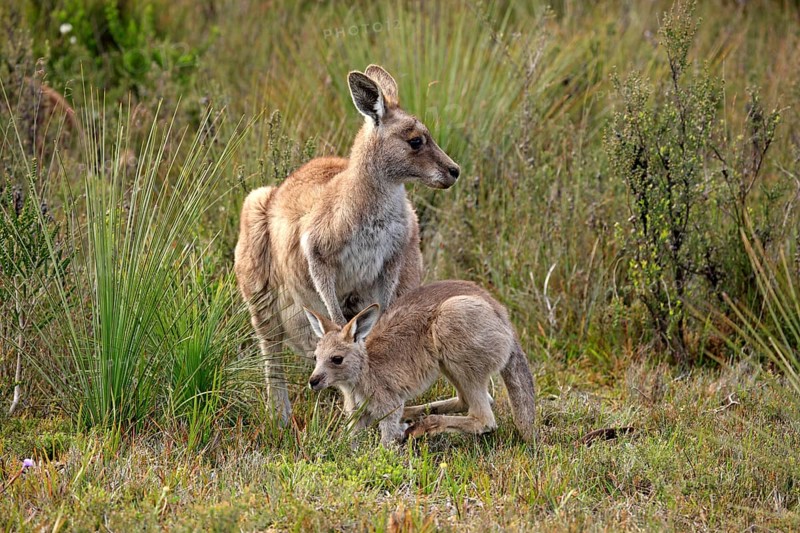 Eastern Grey Kangaroo (Macropus giganteus) mother with young