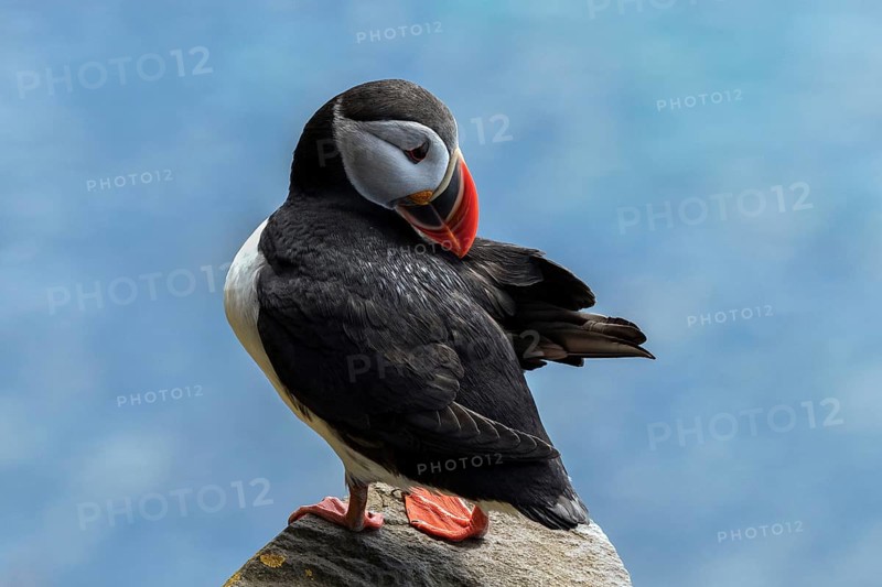 Puffin (Fratercula arctica)