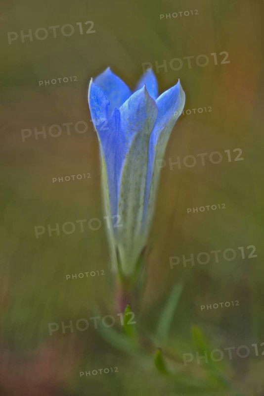 Marsh Gentian (Gentiana pneumonanthe)