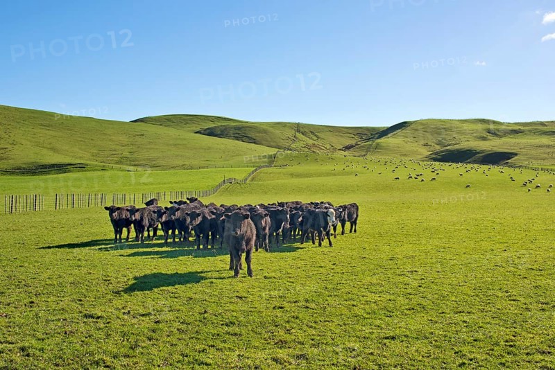 Brown cows on a green pasture