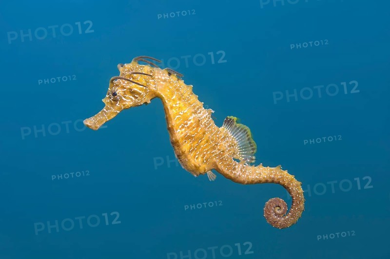 Short-snouted Seahorse (Hippocampus hippocampus)