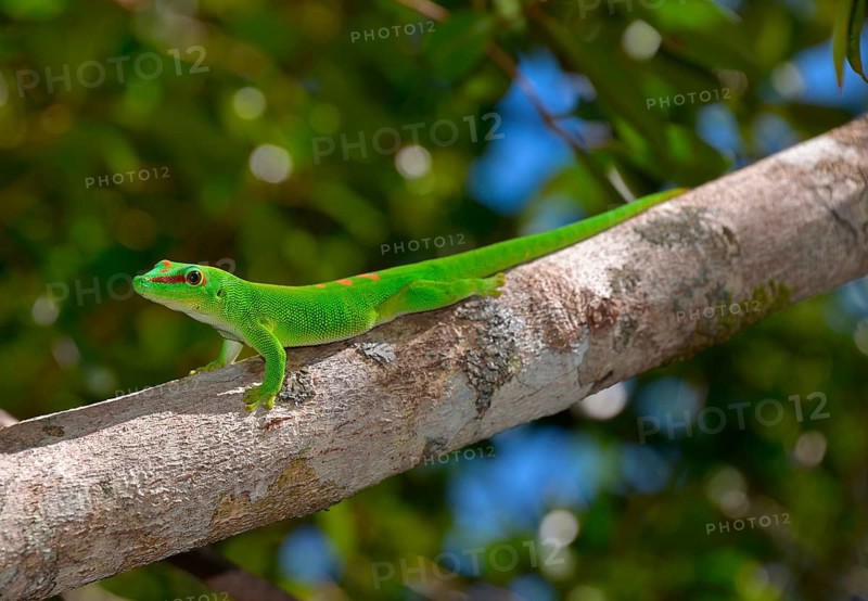 Giant Day Gecko (Phelsuma madagascariensis grandis)