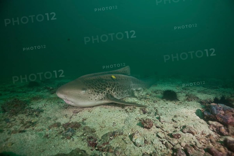 Leopard Shark (Triakis semifasciata)
