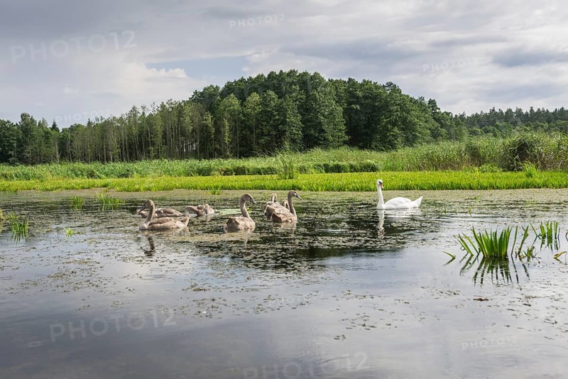 The Krutynia River near Ruciane-Nida