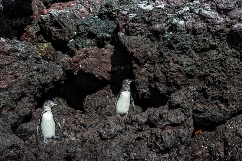 Galapagos Penguins (Spheniscus mendiculus)