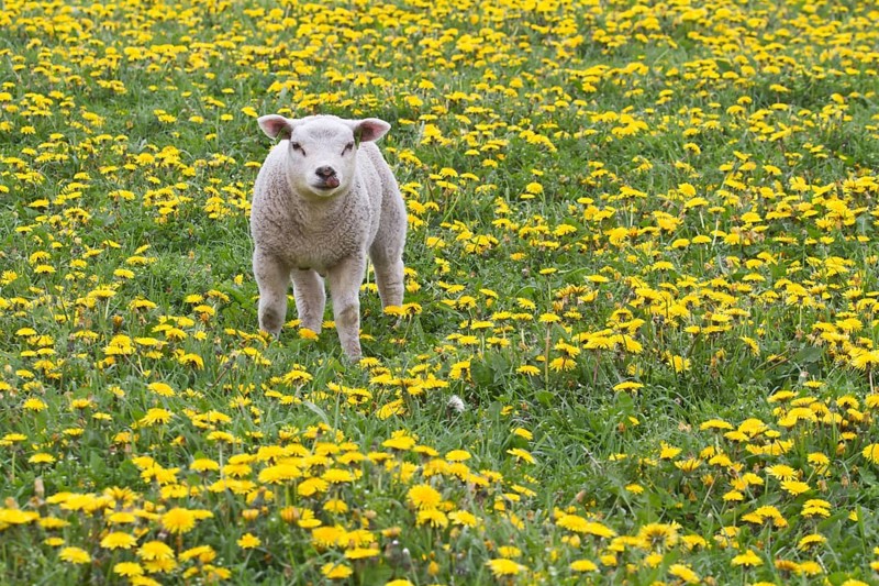 Lamb (Ovis orientalis aries) standing in dandelion meadow