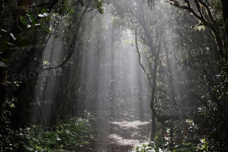 Sun rays passing through the cloud forest