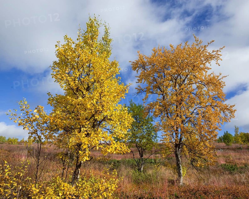 Autumn coloured Birch trees