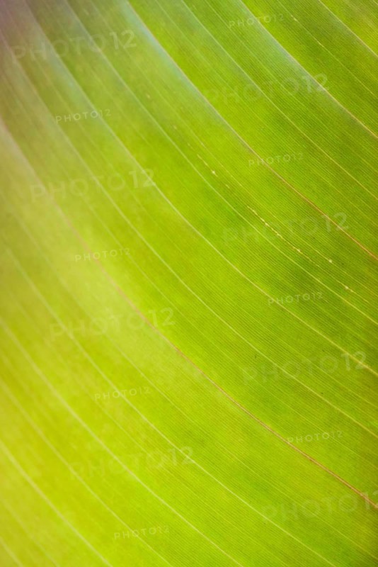 Bright green banana leaf