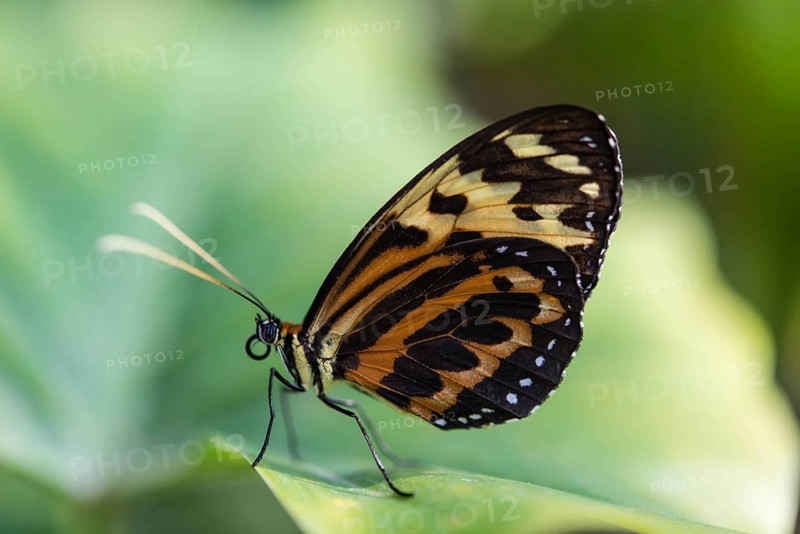 Heliconius xanthocles butterfly
