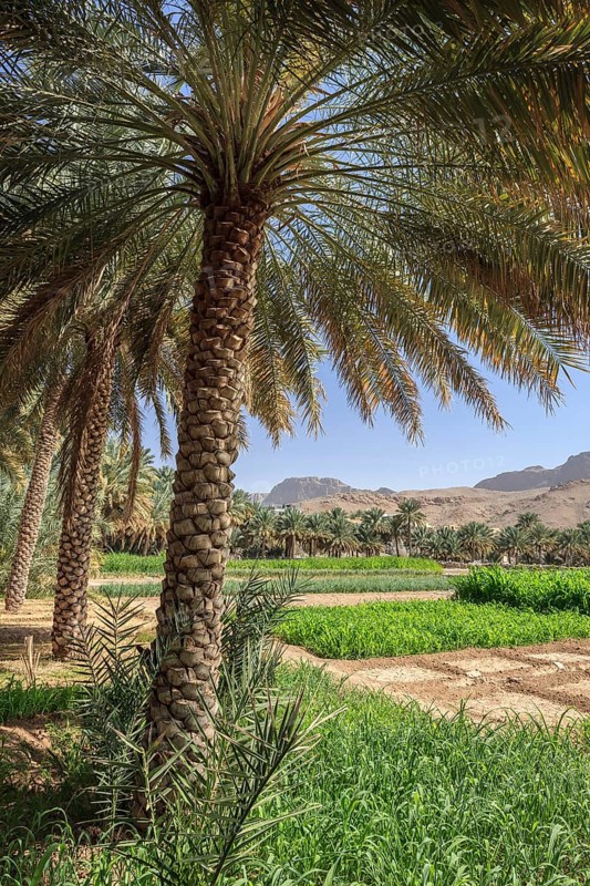 Oasis with date palms and green fields