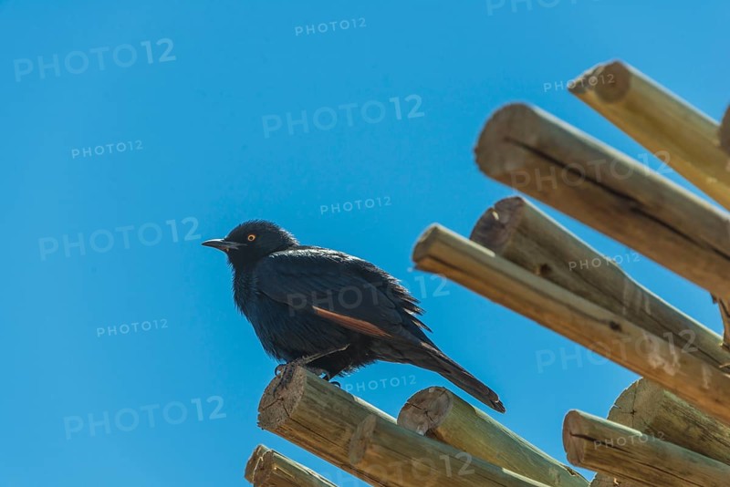Pale-winged Starling (Onychognathus nabouroup) on bamboo
