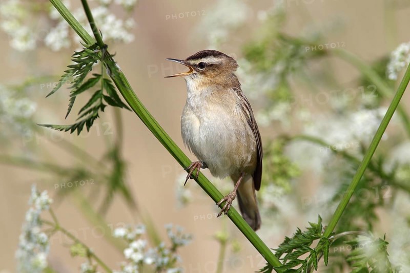 Sedge Warbler (Acrocephalus schoenobaenus)