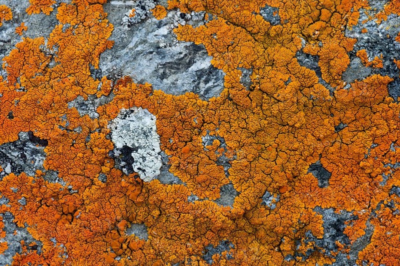 Lichens (Caloplaca) on rock