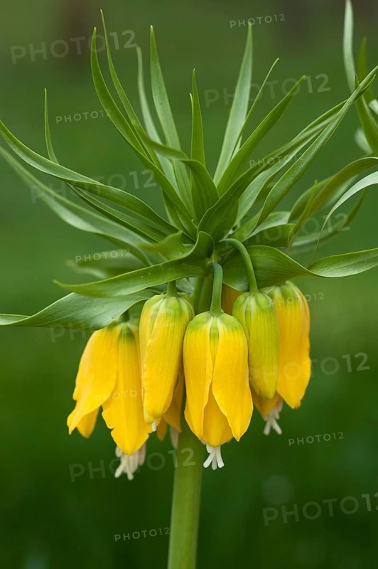 Crown Imperial Fritillary (Fritillaria imperialis)