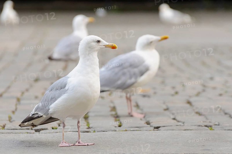 Lesser Black-backed Gulls (Larus fuscus)