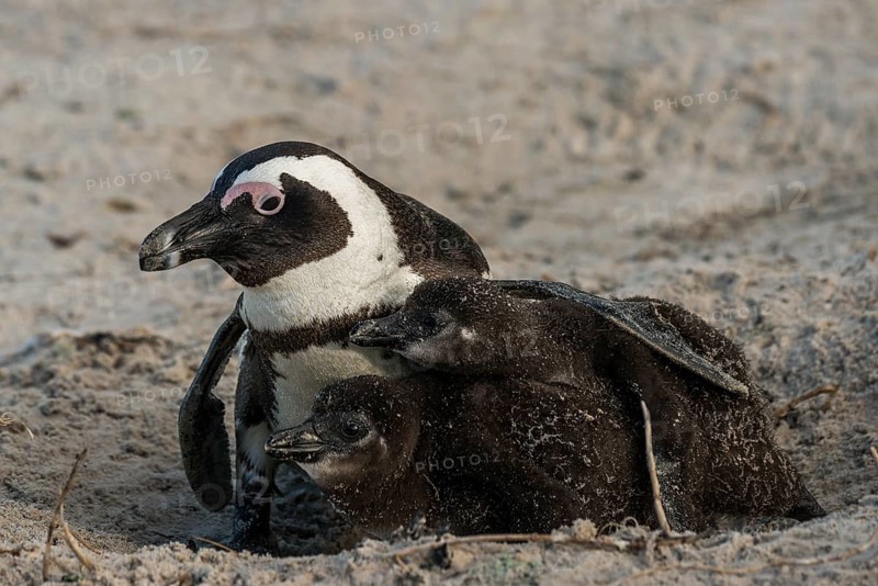 Jackass Penguins or African Penguins (Spheniscus demersus)