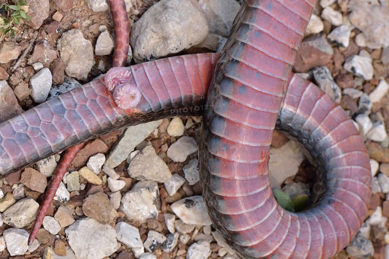 Genitals or hemipenis of a snake