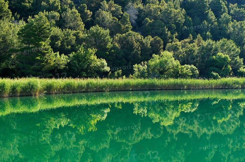 Krka river with reeds